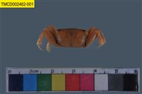 藏品(萬歲大眼蟹)的圖片